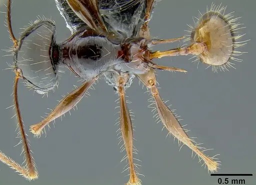 Pheidole pegasus specimen CASENT0171024 image casent0171024_1