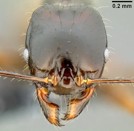 Pheidole pegasus specimen CASENT0171024 image casent0171024_2
