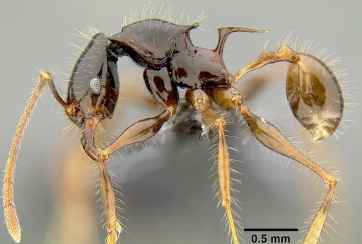 Pheidole pegasus specimen CASENT0171024 image casent0171024_3
