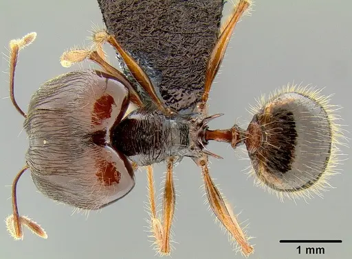 Pheidole pegasus specimen CASENT0171108 image casent0171108_1
