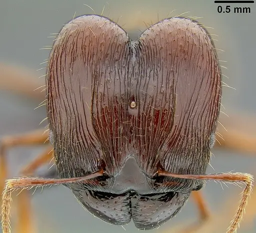 Pheidole pegasus specimen CASENT0171108 image casent0171108_2