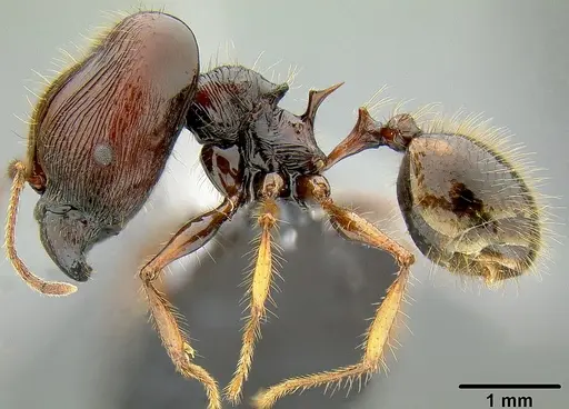Pheidole pegasus specimen CASENT0171108 image casent0171108_3