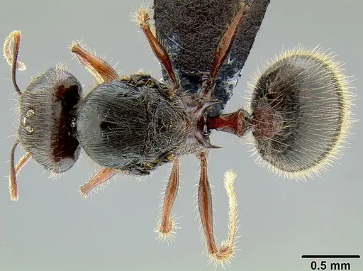 Pheidole pegasus specimen CASENT0171109 image casent0171109_1