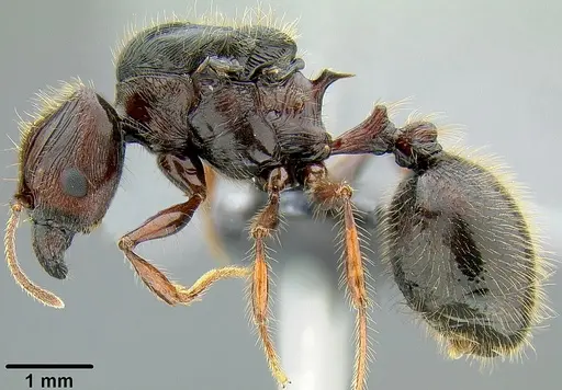 Pheidole pegasus specimen CASENT0171109 image casent0171109_3