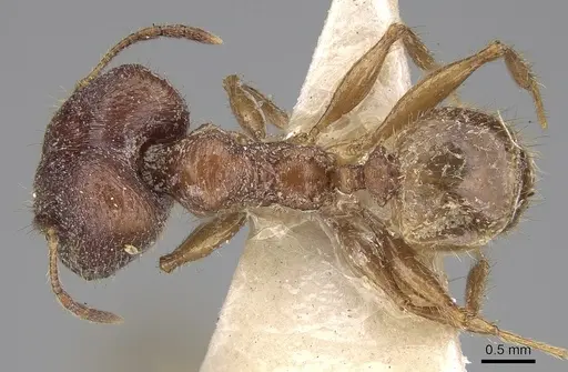 Pheidole peguensis specimen CASENT0281674 image casent0281674_1