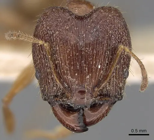 Pheidole peguensis specimen CASENT0281674 image casent0281674_2