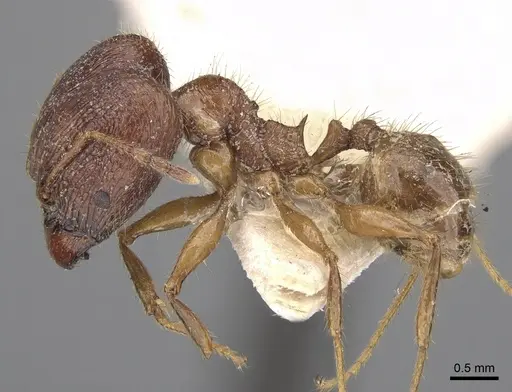 Pheidole peguensis specimen CASENT0281674 image casent0281674_3