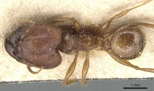 Pheidole peguensis specimen CASENT0904231 image casent0904231_1