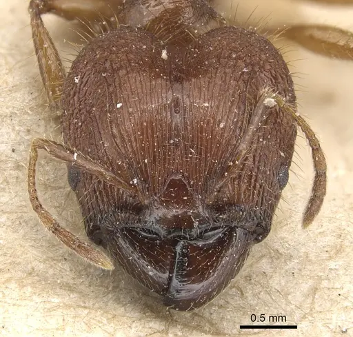 Pheidole peguensis specimen CASENT0904231 image casent0904231_2