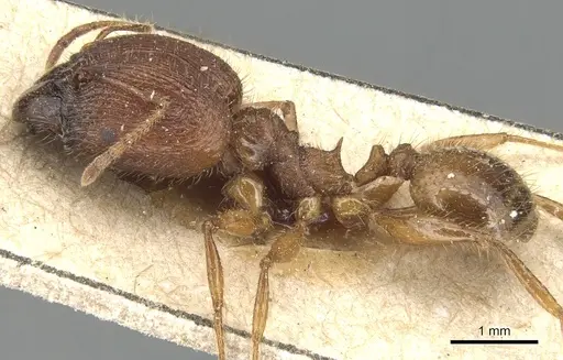 Pheidole peguensis specimen CASENT0904231 image casent0904231_3