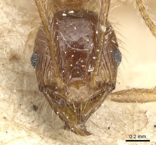 Pheidole peguensis specimen CASENT0904232 image casent0904232_2