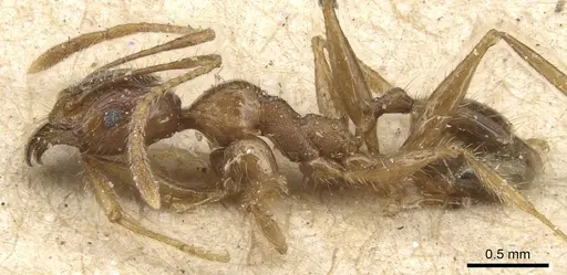 Pheidole peguensis specimen CASENT0904232 image casent0904232_3
