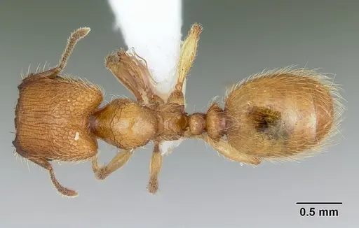 Pheidole pelor specimen CASENT0103409 image casent0103409_1
