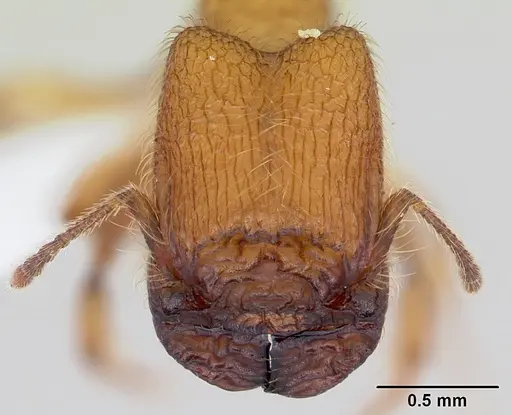 Pheidole pelor specimen CASENT0103409 image casent0103409_2