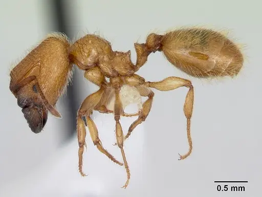 Pheidole pelor specimen CASENT0103409 image casent0103409_3