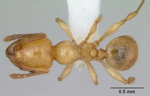 Pheidole pelor specimen CASENT0103410 image casent0103410_1