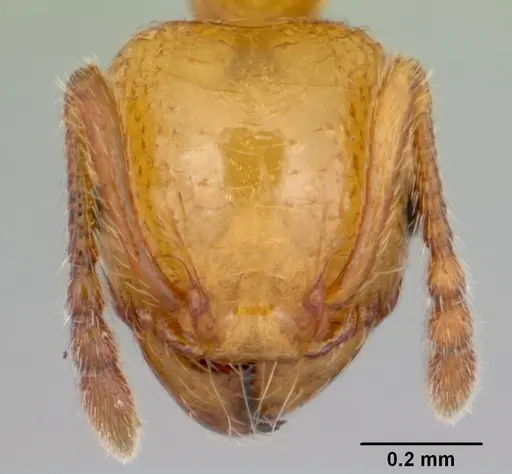 Pheidole pelor specimen CASENT0103410 image casent0103410_2