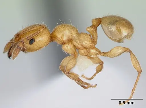 Pheidole pelor specimen CASENT0103410 image casent0103410_3