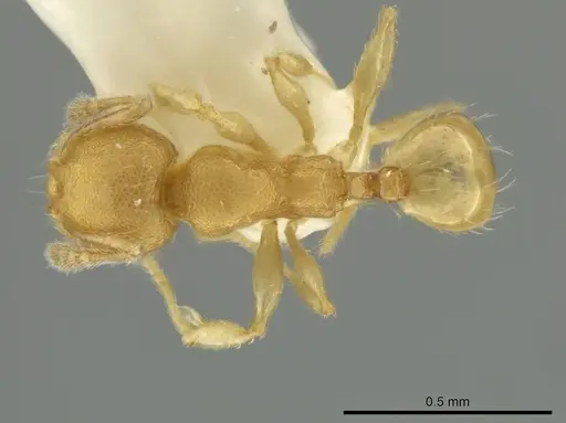Pheidole peltastes specimen CASENT0645845 image casent0645845_1
