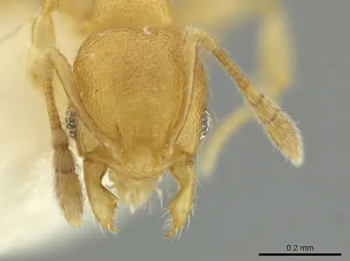 Pheidole peltastes specimen CASENT0645845 image casent0645845_2
