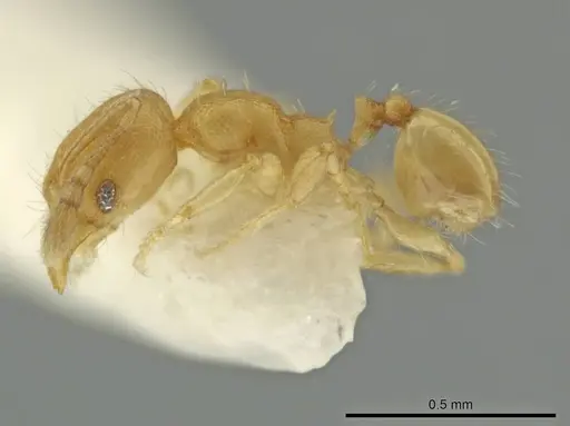 Pheidole peltastes specimen CASENT0645845 image casent0645845_3