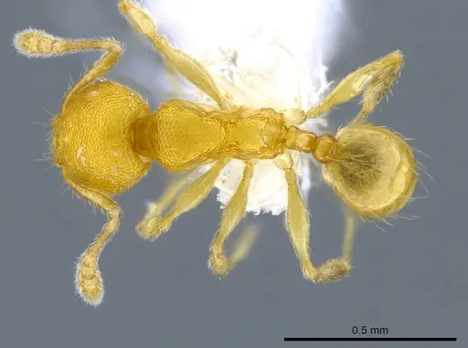 Pheidole peltastes specimen CASENT0650615 image casent0650615_1