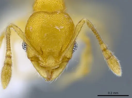 Pheidole peltastes specimen CASENT0650615 image casent0650615_2
