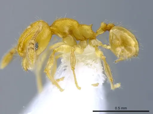 Pheidole peltastes specimen CASENT0650615 image casent0650615_3
