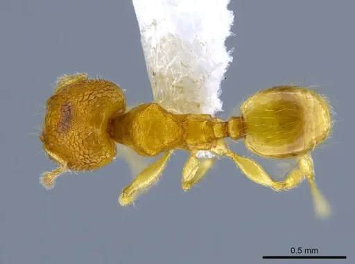 Pheidole peltastes specimen CASENT0650616 image casent0650616_1