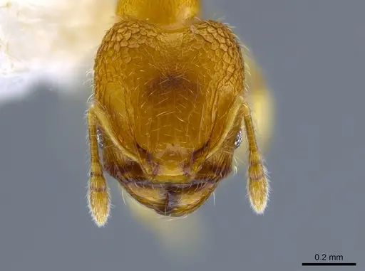 Pheidole peltastes specimen CASENT0650616 image casent0650616_2