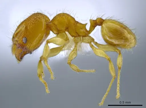 Pheidole peltastes specimen CASENT0650616 image casent0650616_3