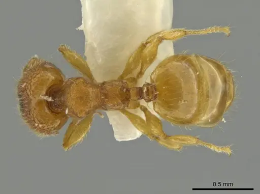 Pheidole peltastes specimen JTLC000016484 image jtlc000016484_1