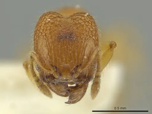 Pheidole peltastes specimen JTLC000016484 image jtlc000016484_2