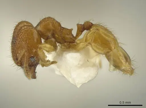 Pheidole peltastes specimen JTLC000016484 image jtlc000016484_3