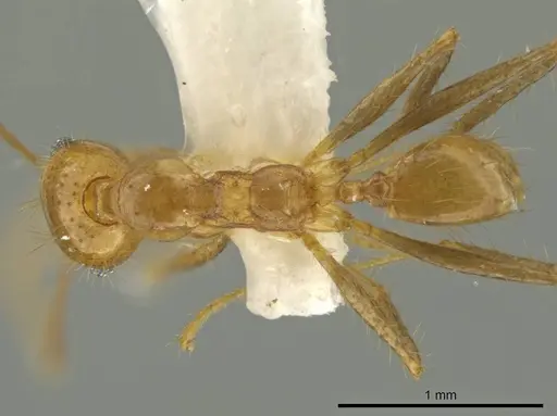 Pheidole pepo specimen CASENT0645846 image casent0645846_1