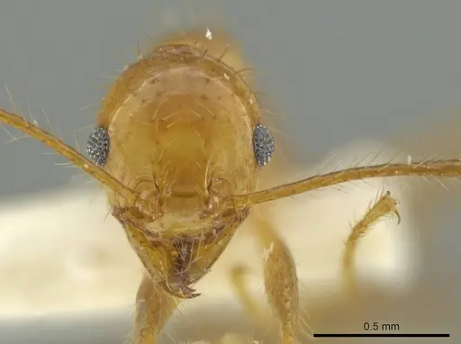 Pheidole pepo specimen CASENT0645846 image casent0645846_2