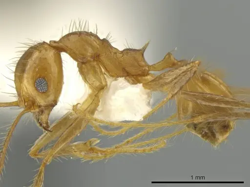 Pheidole pepo specimen CASENT0645846 image casent0645846_3