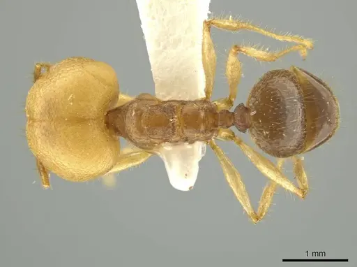 Pheidole pepo specimen JTLC000016486 image jtlc000016486_1