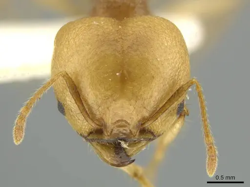 Pheidole pepo specimen JTLC000016486 image jtlc000016486_2