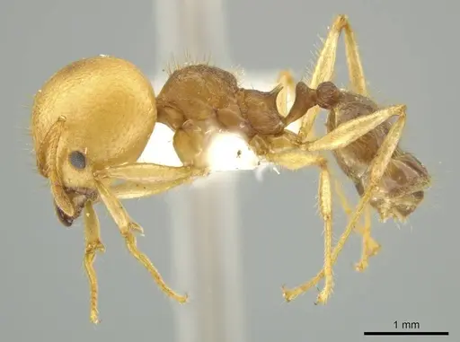 Pheidole pepo specimen JTLC000016486 image jtlc000016486_3