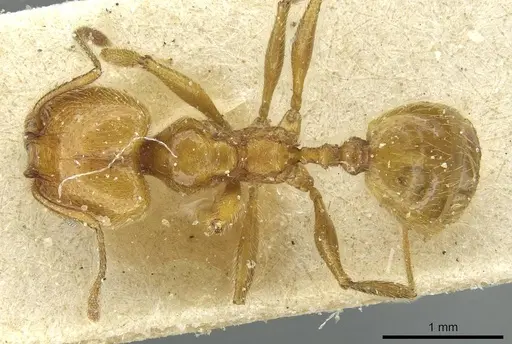 Pheidole peregrina specimen CASENT0913339 image casent0913339_1