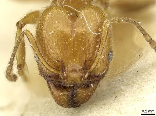 Pheidole peregrina specimen CASENT0913339 image casent0913339_2