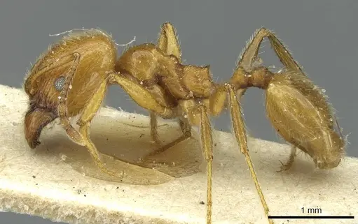 Pheidole peregrina specimen CASENT0913339 image casent0913339_3