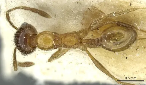 Pheidole peregrina specimen CASENT0913340 image casent0913340_1