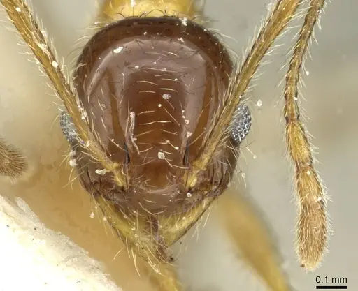 Pheidole peregrina specimen CASENT0913340 image casent0913340_2