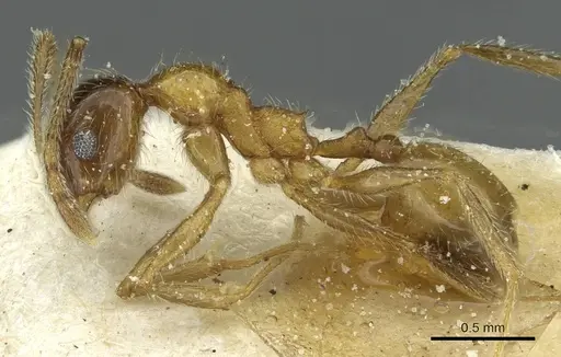 Pheidole peregrina specimen CASENT0913340 image casent0913340_3