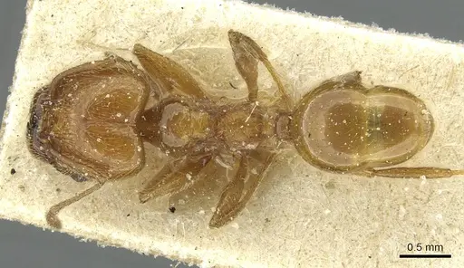 Pheidole peregrina specimen CASENT0913341 image casent0913341_1