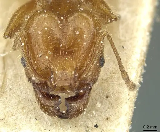 Pheidole peregrina specimen CASENT0913341 image casent0913341_2