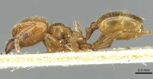 Pheidole peregrina specimen CASENT0913341 image casent0913341_3