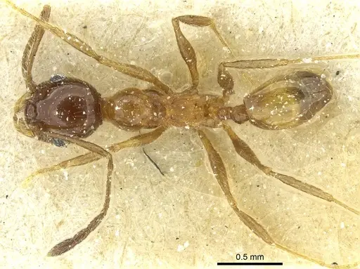 Pheidole peregrina specimen CASENT0913342 image casent0913342_1